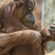 woodland park zoo orangutan baby