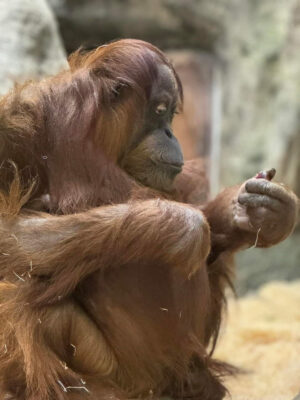 woodland park zoo orangutan mom Batu