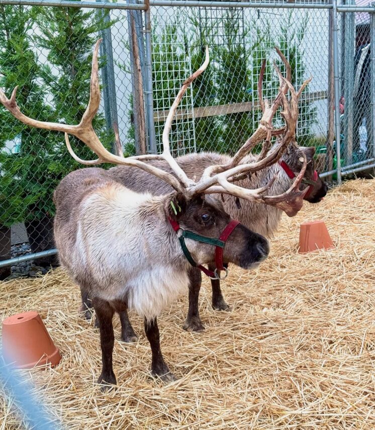 reindeer