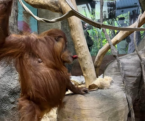 A to Z Zoo
