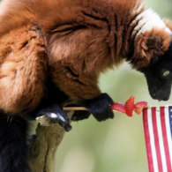 free admission at woodland park zoo on veterans day