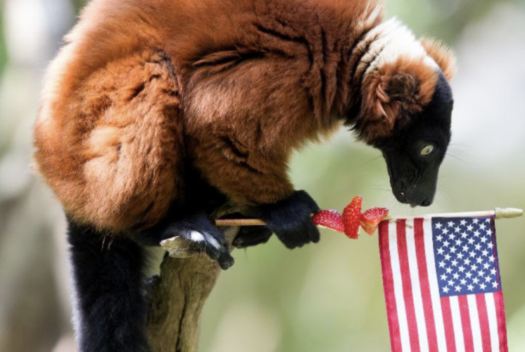 free admission at woodland park zoo on veterans day
