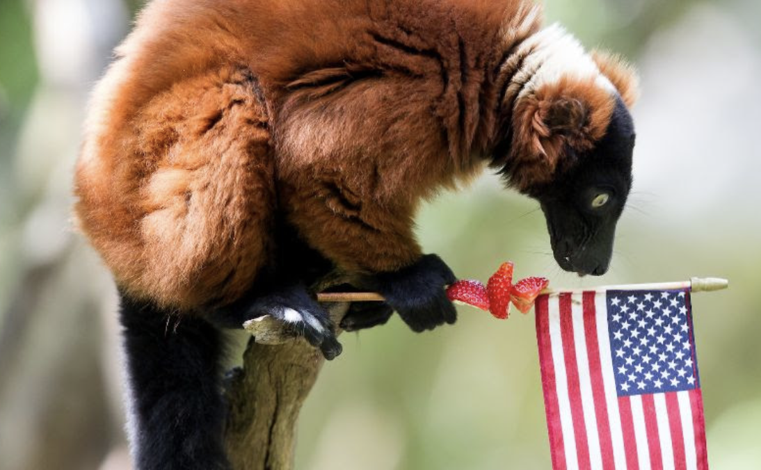 free admission at woodland park zoo on veterans day