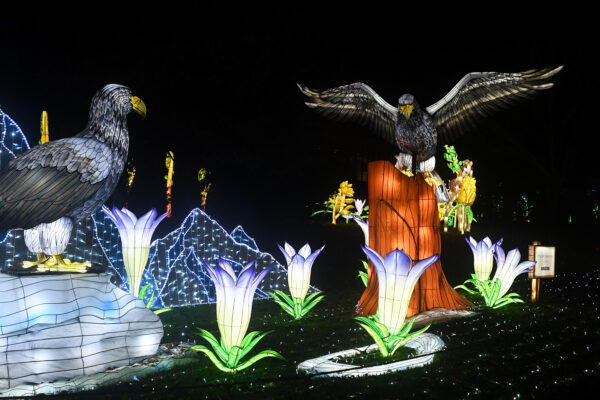 WildLanterns 2025-26 at Woodland Park Zoo | Parent review