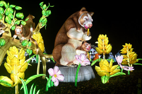 WildLanterns 2025-26 at Woodland Park Zoo | Parent review