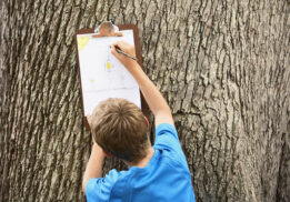 Boy-tree