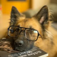 reading with rover