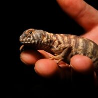 Close up shot of hand holding palm-sized brown and white striped lizard.