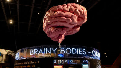 Huge brain in the middle of a room, with a sign that says Brainy Bodies underneath it.