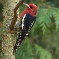 Red-breastedSapsuckerphotobyJerryMcFarland_0