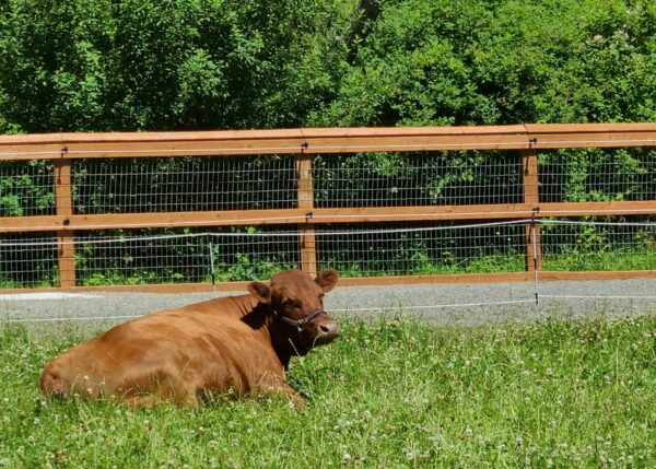 Rosie the cow napping in the field! (Image courtesy: Farrel McWhirter Farm).