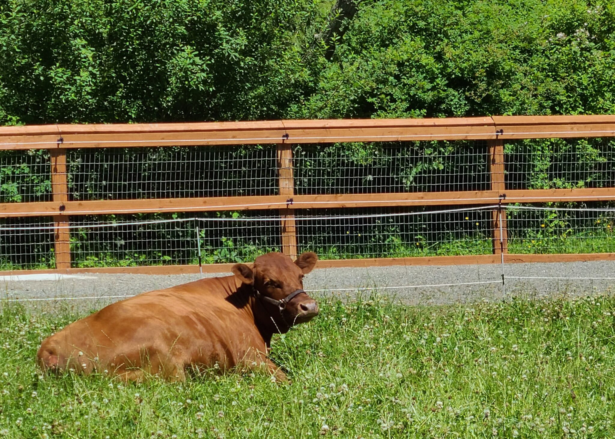 Rosie the cow napping in the field! (Image courtesy: Farrel McWhirter Farm).