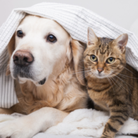 dogs and cats