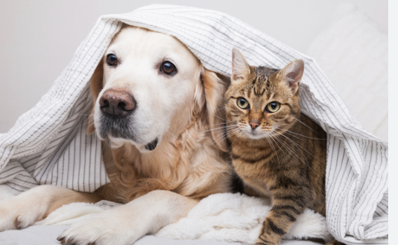 dogs and cats