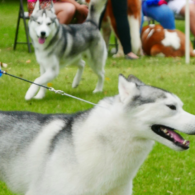 dog show_0