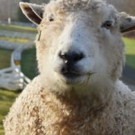 farm story time