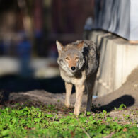 Child attacked by coyote in Renton