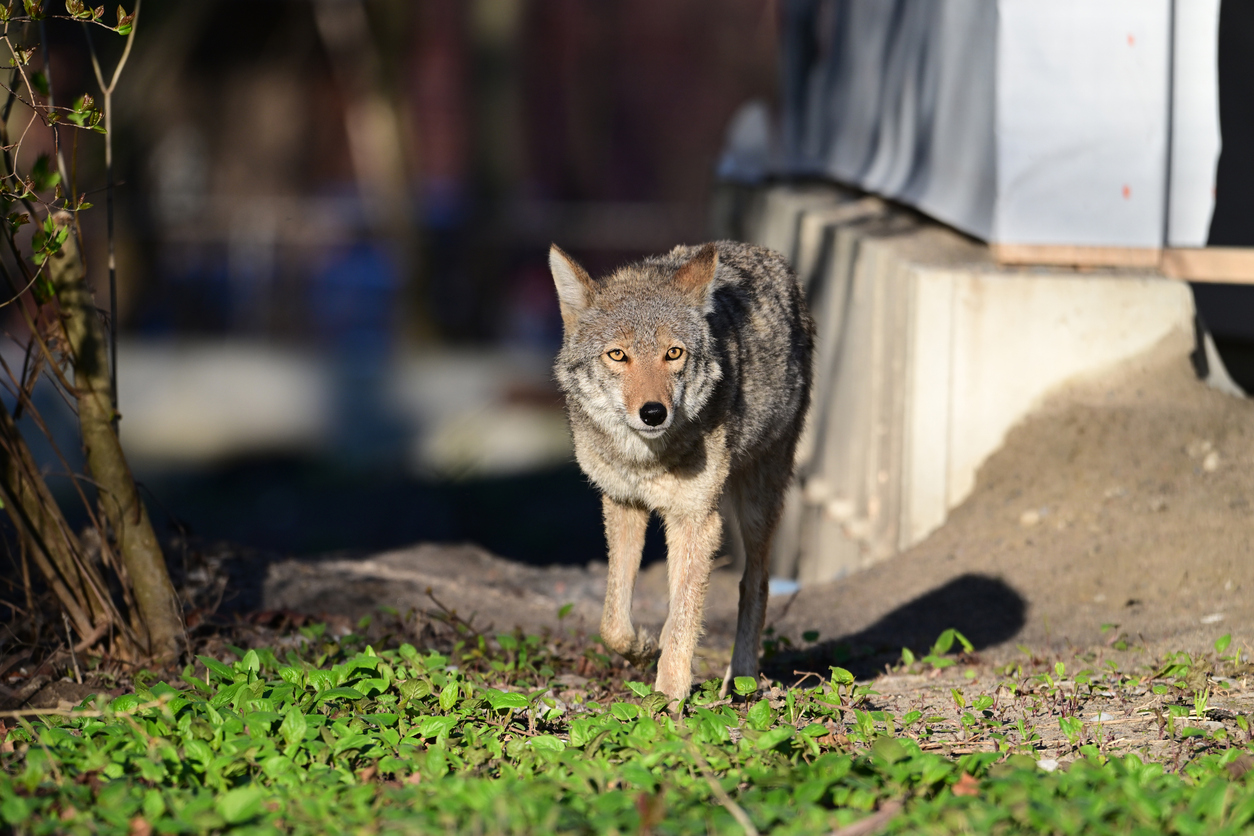 Child attacked by coyote in Renton