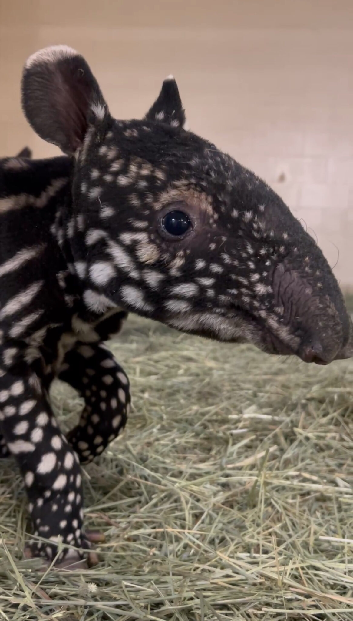 Side view of tapir calf.