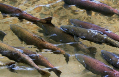 salmon hatchery