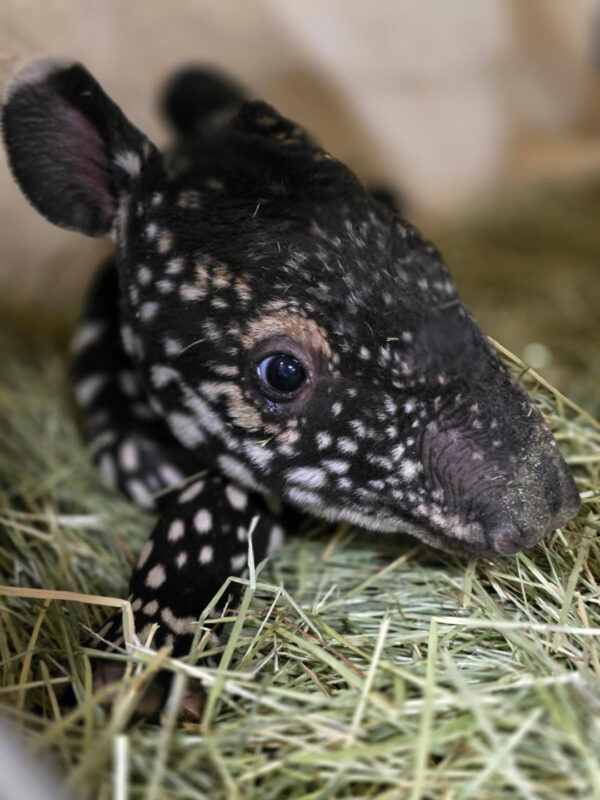 Close up of baby tapir's face, lying down. 
