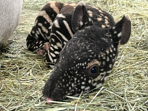 Baby tapir lies in straw. 