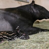 Mom and baby tapir lay next to eachother.