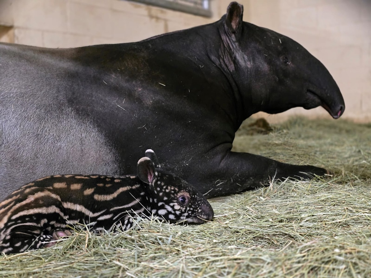 Mom and baby tapir lay next to eachother.
