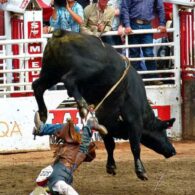 stampede-52940_640
