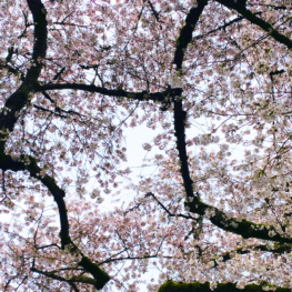 Looking up at cherry blossoms branched, intertwined