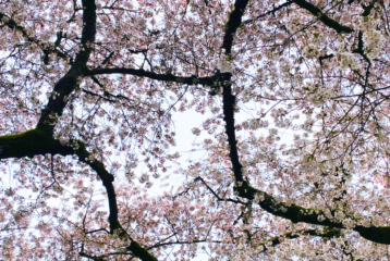 Looking up at cherry blossoms branched, intertwined