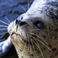 Close up of Barney the harbor seal's face