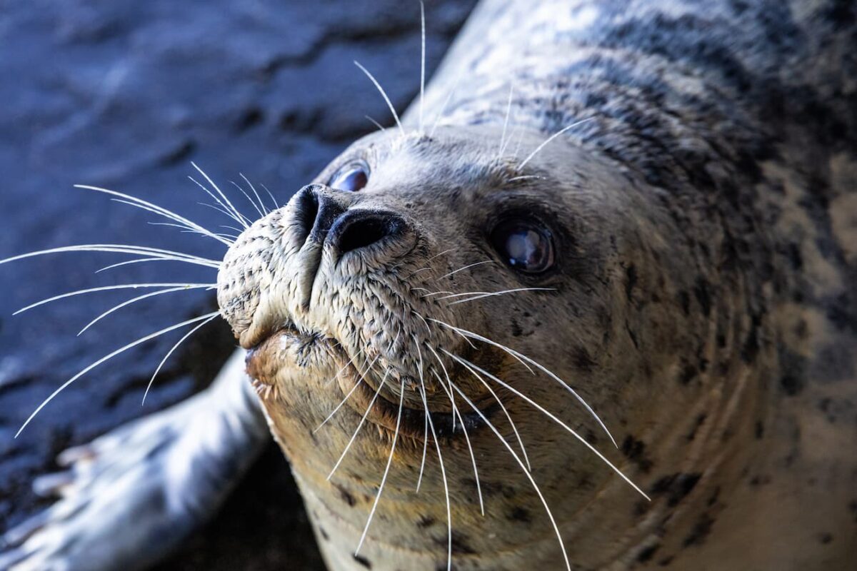 Close up of Barney the harbor seal's face