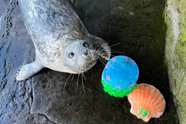Barney the harbor seal