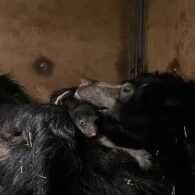 Baby and mom sloth bear cuddled up in den.