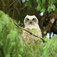 owl prowl