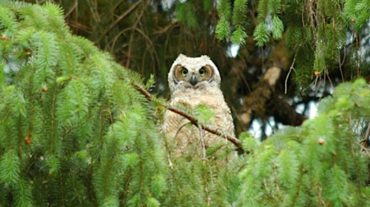 owl prowl