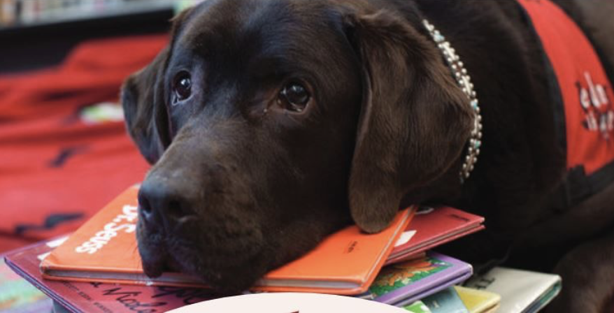 Improve your reading skills with Rover the therapy dog
