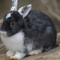 rabbit