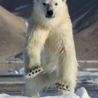 polar science day