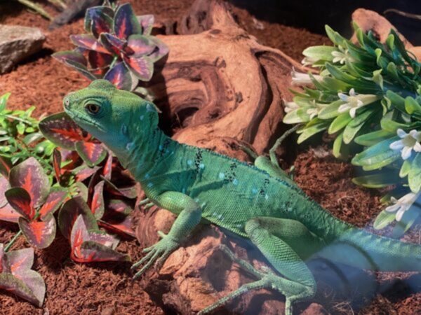 Green medium sized lizard in a glass case