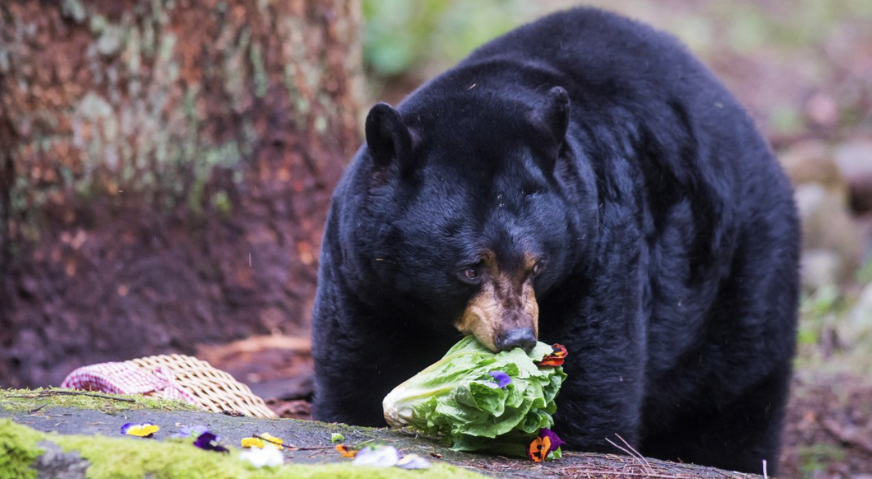 bear camp