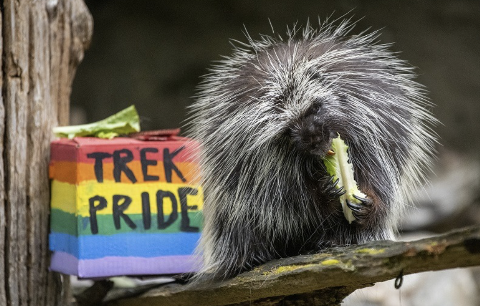 pride