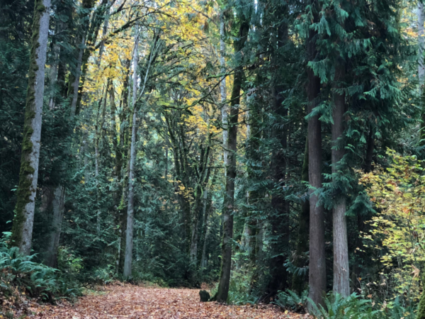 Wooded trail with leaves on ground