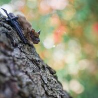 littlebrownbat