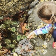 Girl looking in tidepool anemones sea stars istock_0