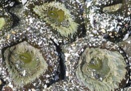 Sea anemone Pixabay_0_0
