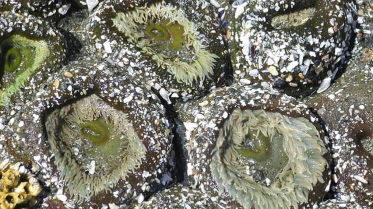 Sea anemone Pixabay_0_0