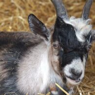 goat-