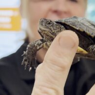 WPZ turtles weigh in